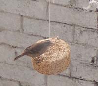 Bird on Seed Bell