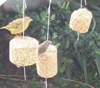 Seed Bells with Birds